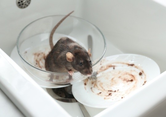 Pest Control Clovis CA