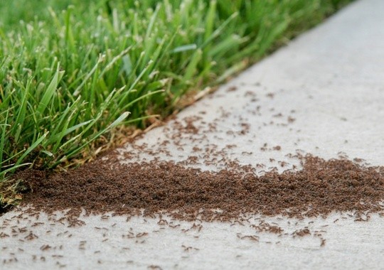 Pest Control Hampton VA