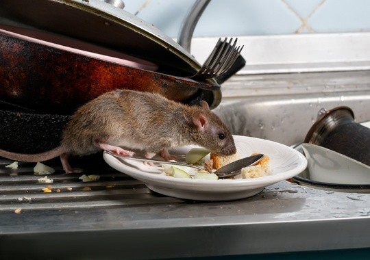 Pest Control Inglewood CA