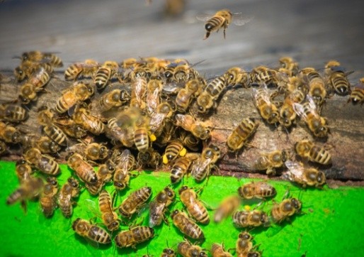 Pest Control Redwood City CA