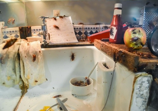 Pest Control Fremont CA