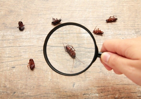 Pest Control Gainesville FL