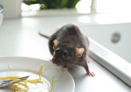 Pest Control Menifee CA