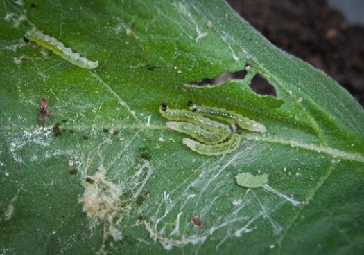 Pest Control San Mateo CA