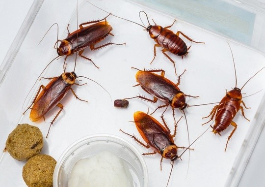 Pest Control Aurora IL