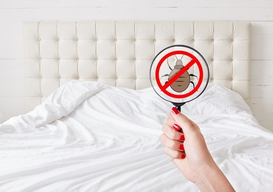 Pest Control Santa Monica CA