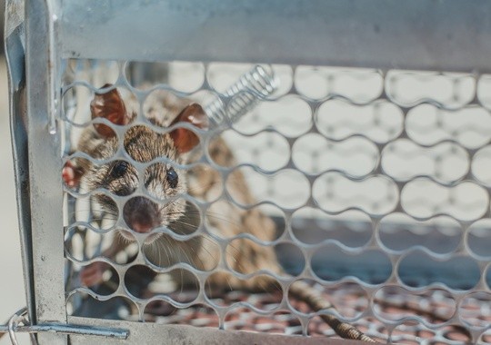 Pest Control Provo UT