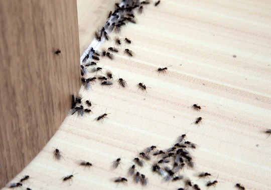 Pest Control San Leandro CA