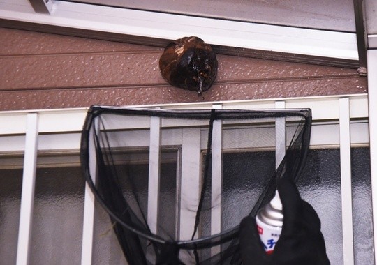 Pest Control Hayward CA