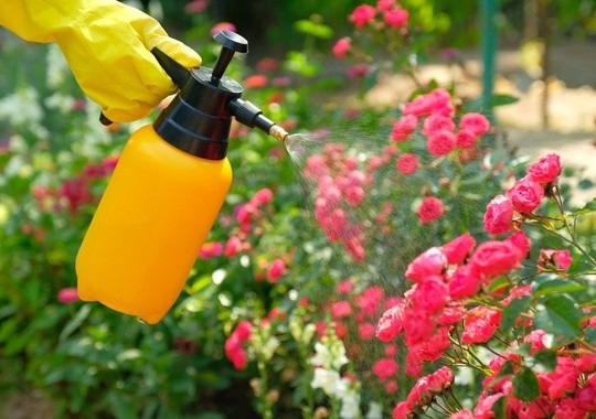 Pest Control Rancho Cucamonga CA