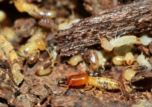 Pest Control Edmond OK