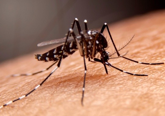 Pest Control Tracy CA