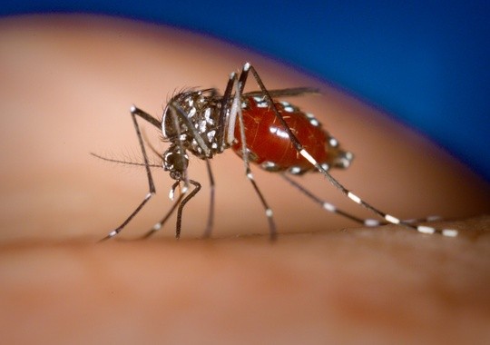 Pest Control Edison NJ
