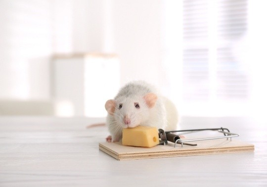 Pest Control Hemet CA