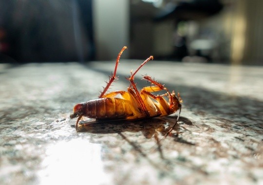 Pest Control Charleston SC