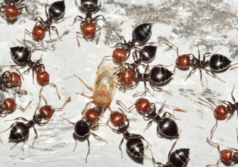 Pest Control Fairfield CA