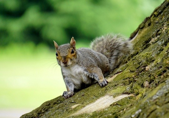 Pest Control Fayetteville AR