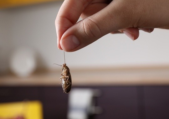 Pest Control Jamaica NY